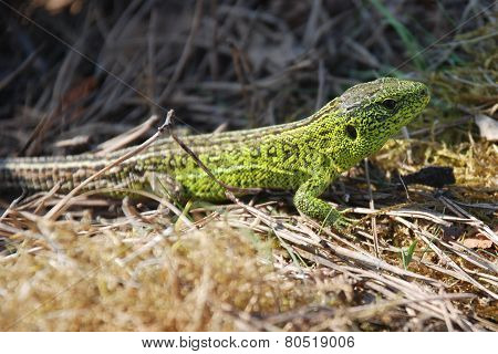 Green Lizard