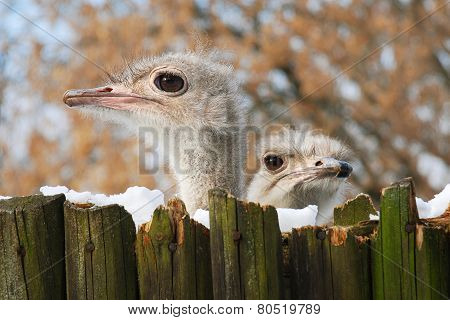Two ostriches