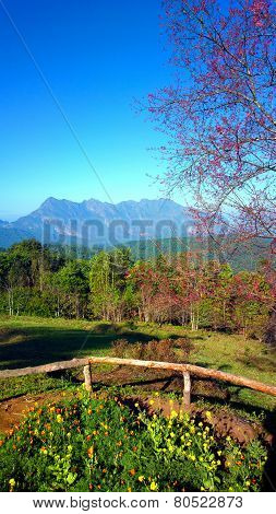 doi luang chiang dao mountain at chiangmai thailand