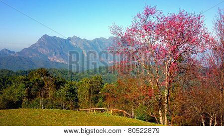 doi luang chiang dao mountain at chiangmai thailand