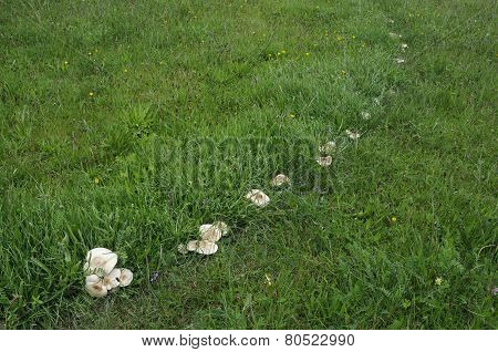 St George's Mushroom Ring
