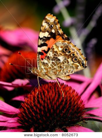 Painted Lady motyl