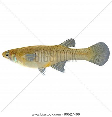 Gambusia