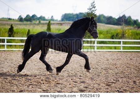 Running Frisian Horse