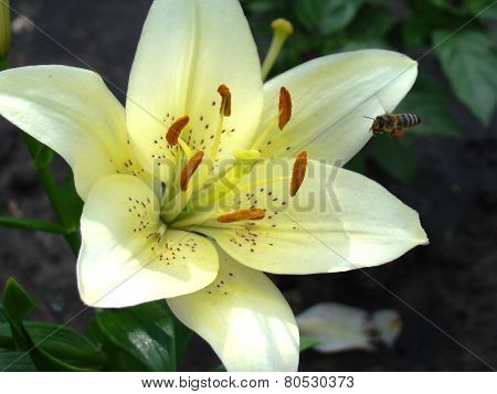 Lily