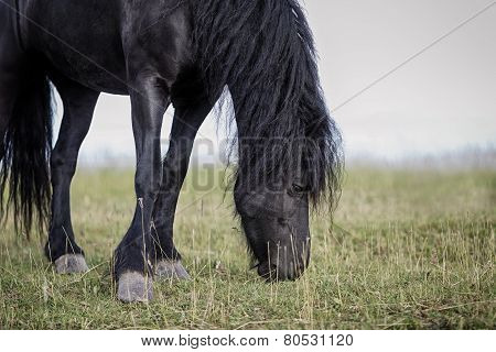 Frisian Horse Grazing