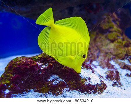 butterfly fish