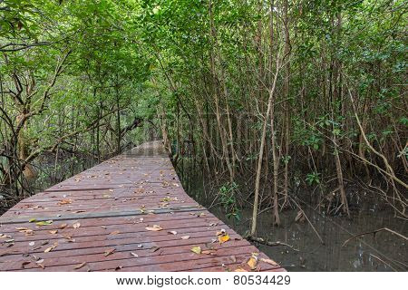 The Forest Mangrove