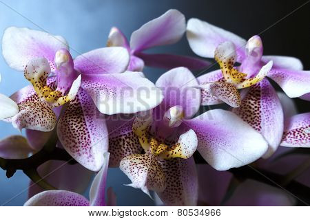 Orchid Phalenopsis Mini White Pink Color Isolated On Black Background
