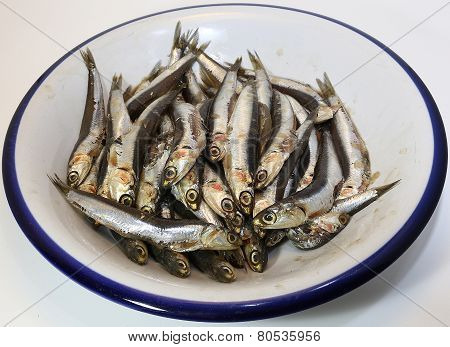 Dish With Freshly Caught Anchovies Ready To Be Fried