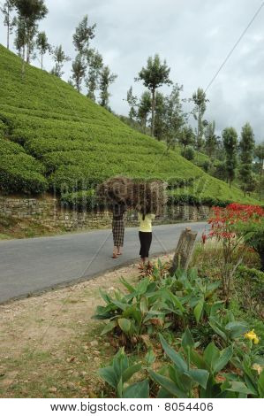 หญิงแบก Brushwood สำหรับ A ชีวิตธันวาคม 19,2009 ในนูวารา Elliya ศรีลังกา