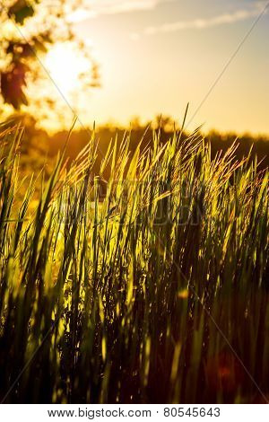 Green grass sunset