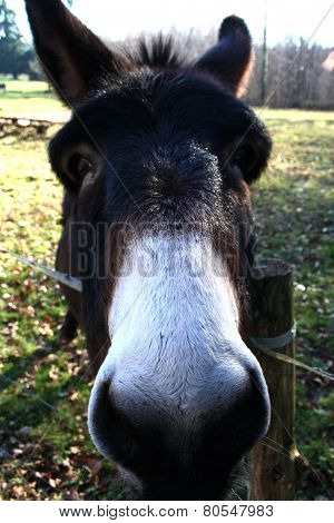 Funny donkey