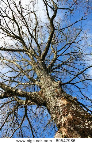 Big tree