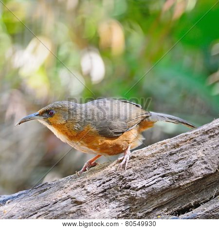 Rusty-cheeked Scimitar-babbler