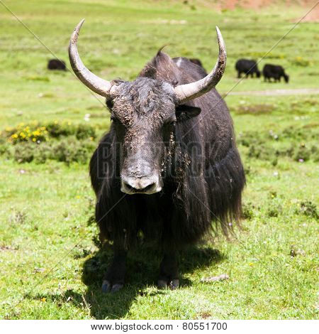 Group Of Yaks
