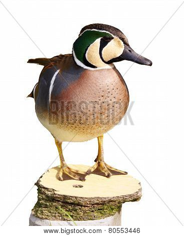 Baikal Teal - Anas Formosa - Isolated