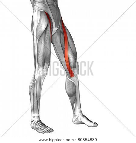 Concept or conceptual 3D sartorius human upper leg anatomy or anatomical and muscle isolated on white background