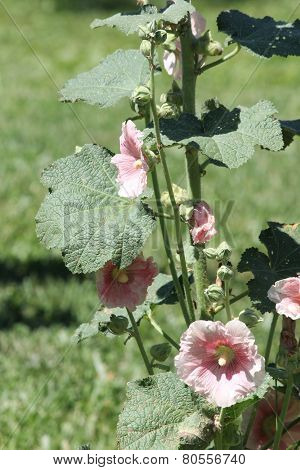 Hollyhock (Alcea)