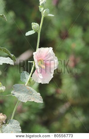 Hollyhock (Alcea)