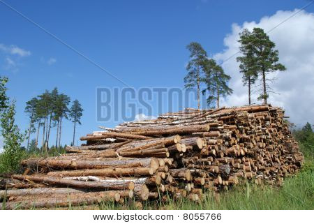 Registros de la pila de madera paisaje de verano