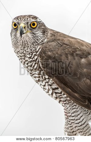 Fanciers hawk