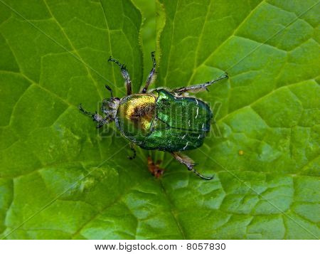Il fiore Chafer su una foglia