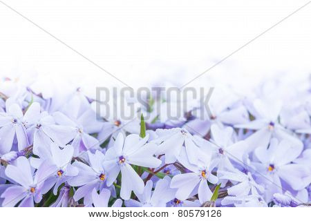 Phlox Subulata