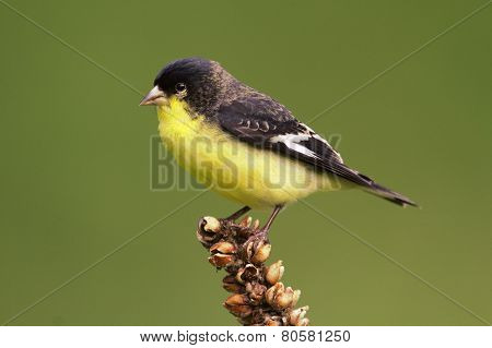 Male Lesser Goldfinch (carduelis Psaltria)