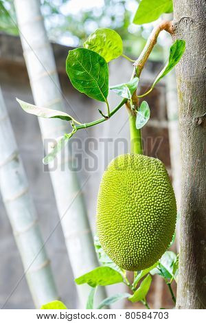 Jackfruit