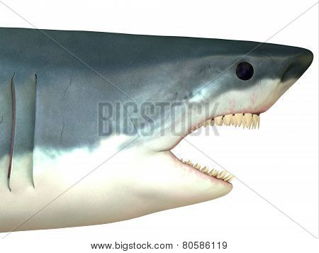 Great White Shark Head