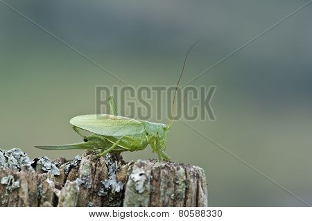 Great Green Grasshopper, Vosges, France