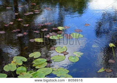 Nymphaea em jardim Japão