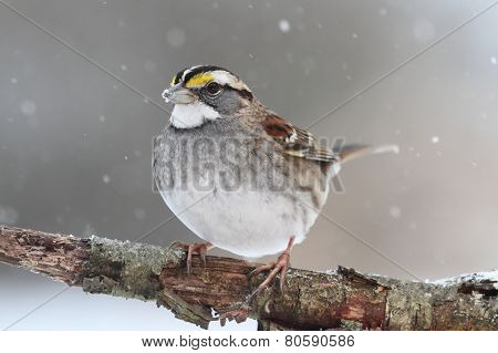 Bird In Snow