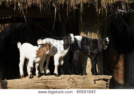 domestic babies goats in Nepal