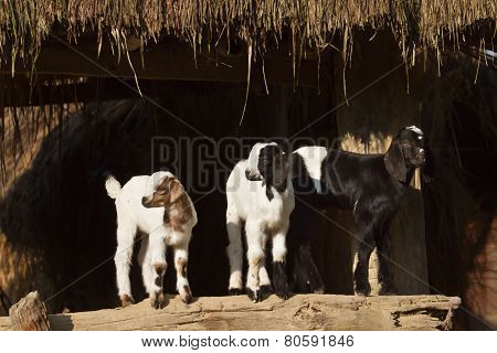 domestic young goats, Nepal