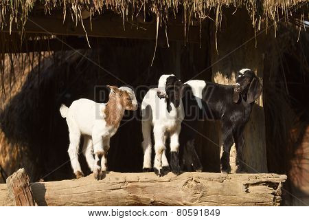 domestic young goats in tharu farm, Nepal