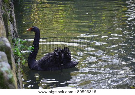 Black Swan