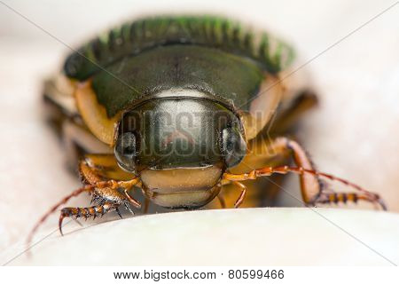 Dytiscus Marginalis