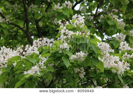 Blooming catalpa
