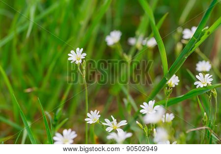 Blooming White Flowers Of Chickweed