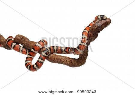 Milk Snake With Smooth And Shiny Scales