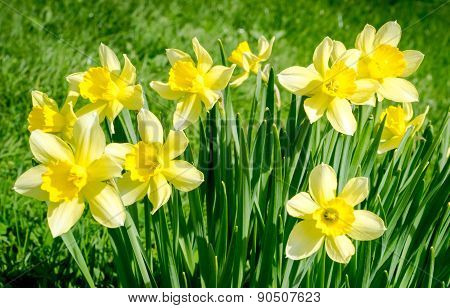 Yellow Narcissus In The Garden. Beautiful Summer Landscape.
