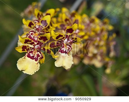Odontoglossum Wild Cat