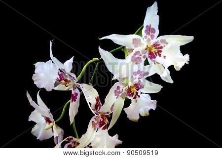 White Orchid On Black