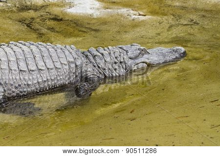 Crocodylia Alligator Mississippi