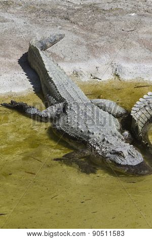 Crocodylia Alligator Mississippi