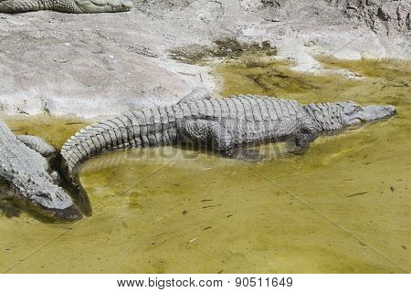 Crocodylia Alligator Mississippi