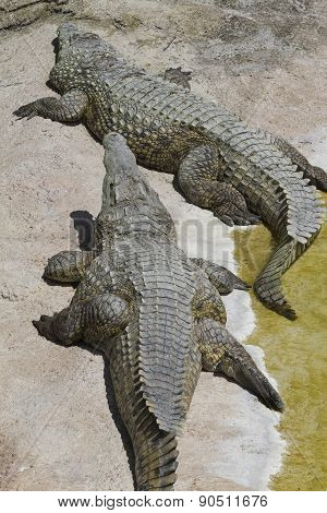 Crocodylia Alligator Mississippi
