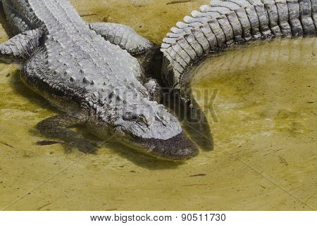 Crocodylia Alligator Mississippi